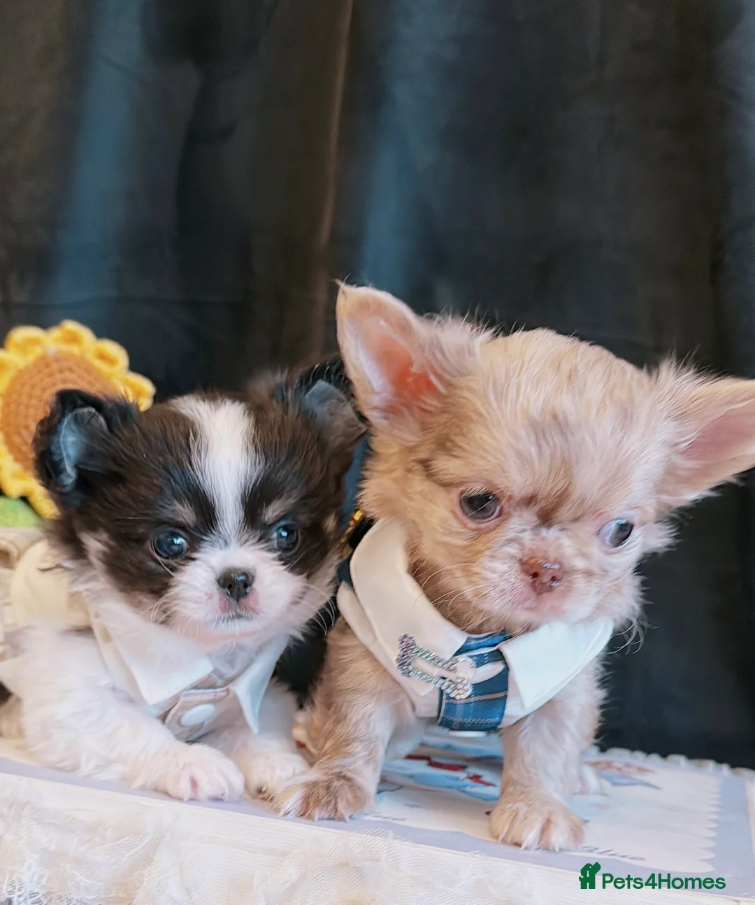 Chihuahua dogs for sale: Long haired chihuahuas  - Advert 2