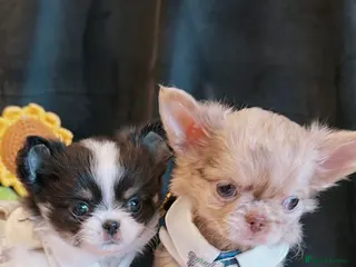 Chihuahua dogs Long haired chihuahuas - Advert 3