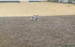 Jack Russell dogs for sale: Smooth Miniature jackrussel male - Image 1