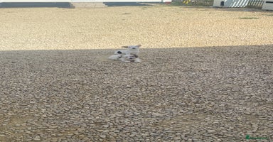 Jack Russell dogs - Advert 14