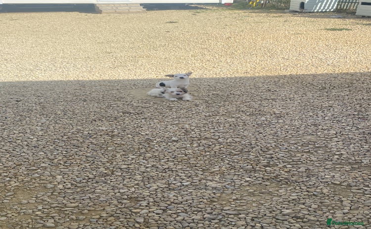 Jack Russell dogs - Advert 3