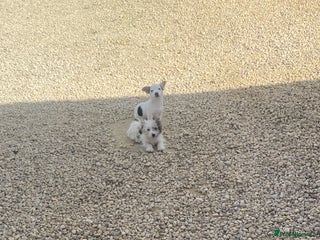 Jack Russell dogs - Advert 15