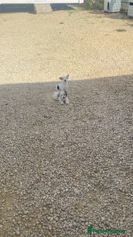 Jack Russell dogs - Advert 3