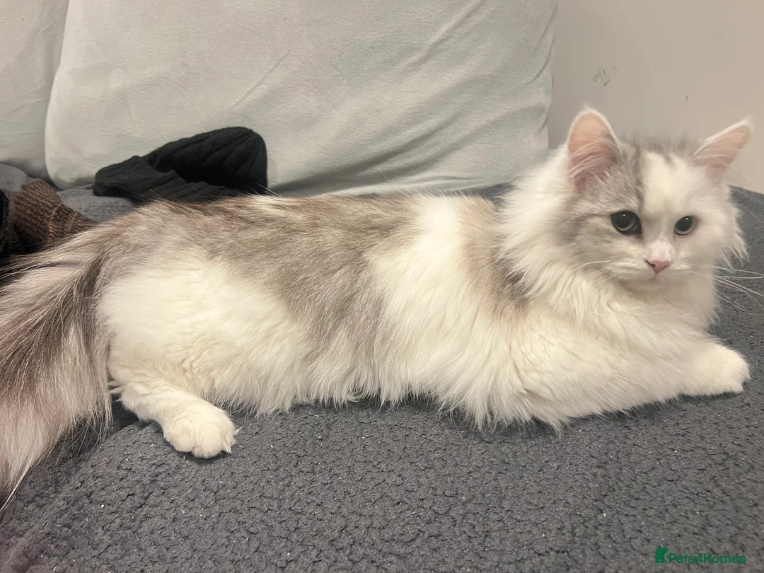 Ragdoll cats for sale: Ragdoll male 9 months old  - Advert 4