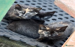 Domestic Shorthair cats for sale: Beautifull kittens  - Image 1