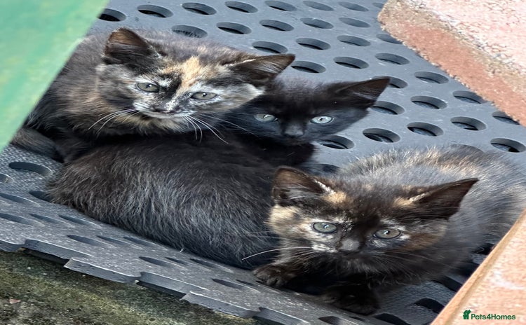 Domestic Shorthair cats - Advert 1