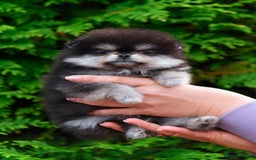 Pomeranian dogs for sale: Pomeranian champions  - Image 4