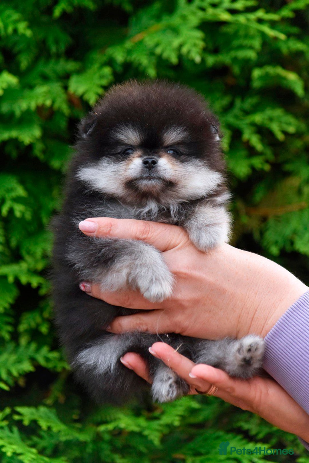 Pomeranian dogs for sale: Pomeranian champions  - Image 4
