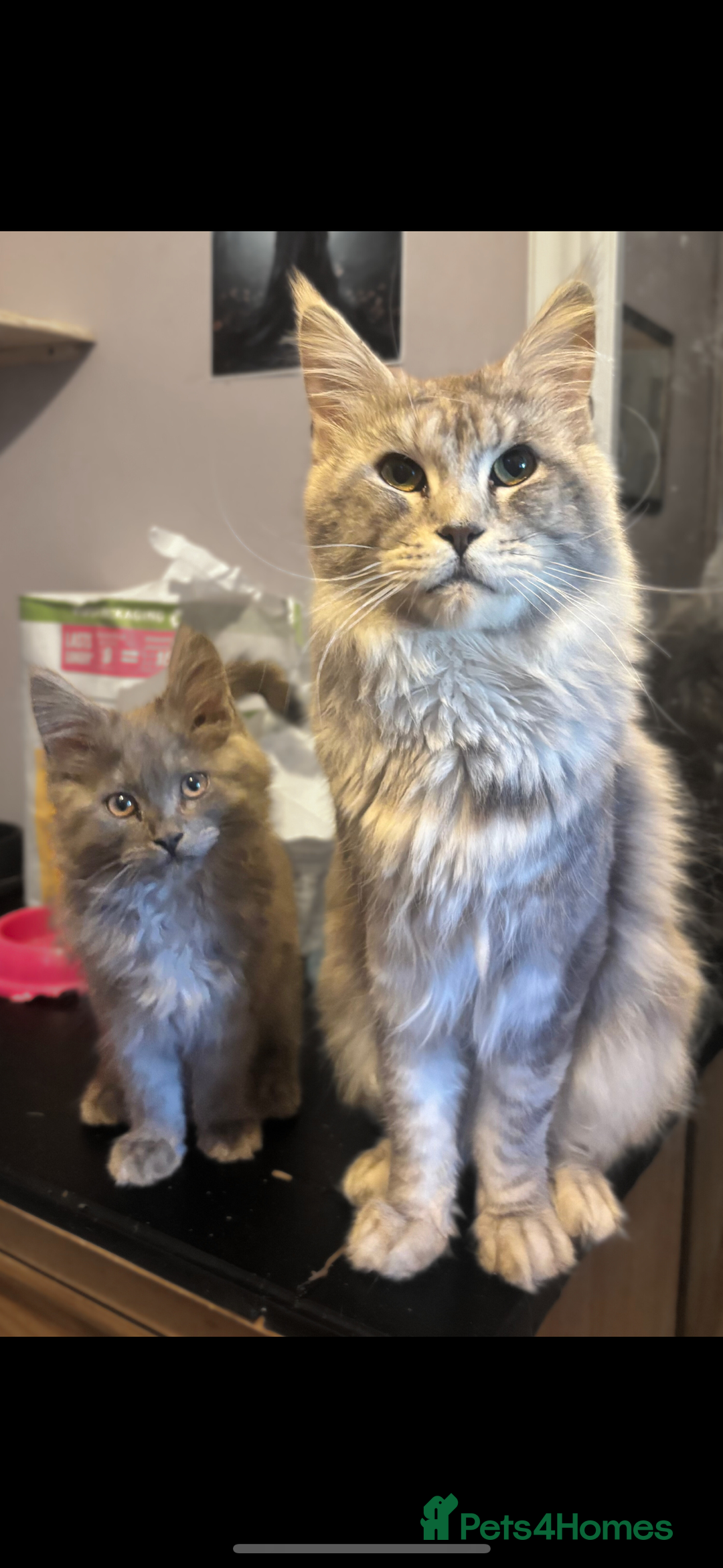 Maine Coon cats for sale: TICA Active Male Maine Coon available  - Advert 4