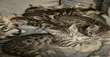 Mixed Breed cats - Advert 8