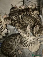 Mixed Breed cats - Advert 8