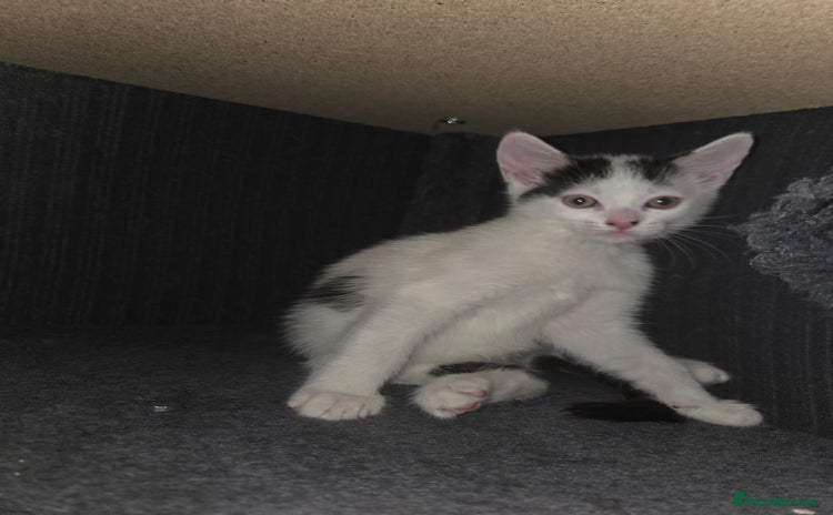Mixed Breed cats - Advert 13