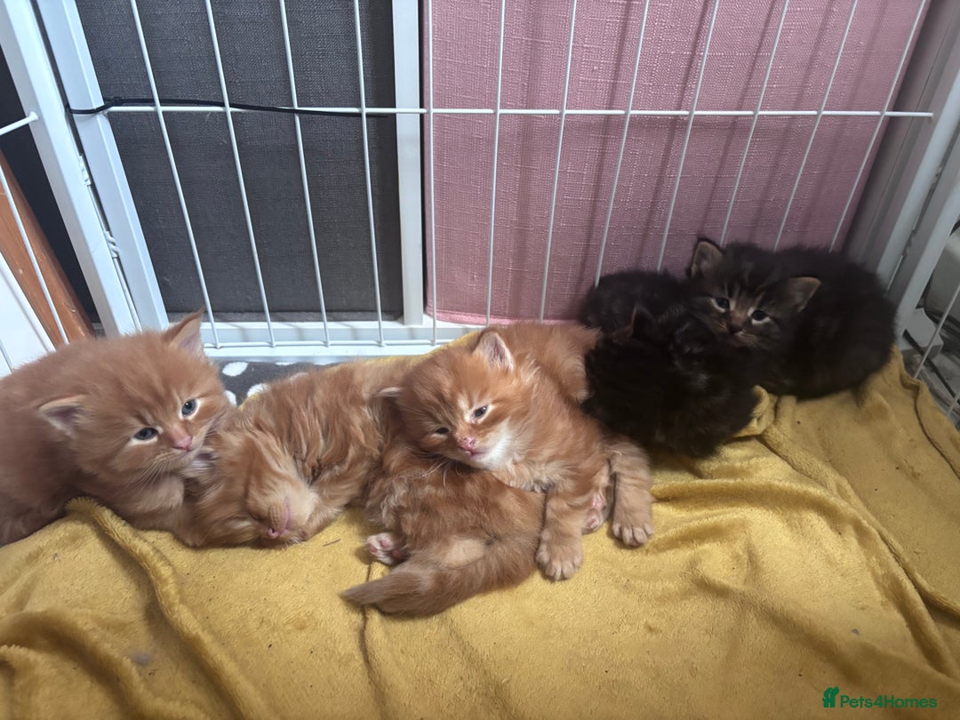 Maine Coon cats for sale: 5 gorgeous 3/4 Maine coon babys - Image 4