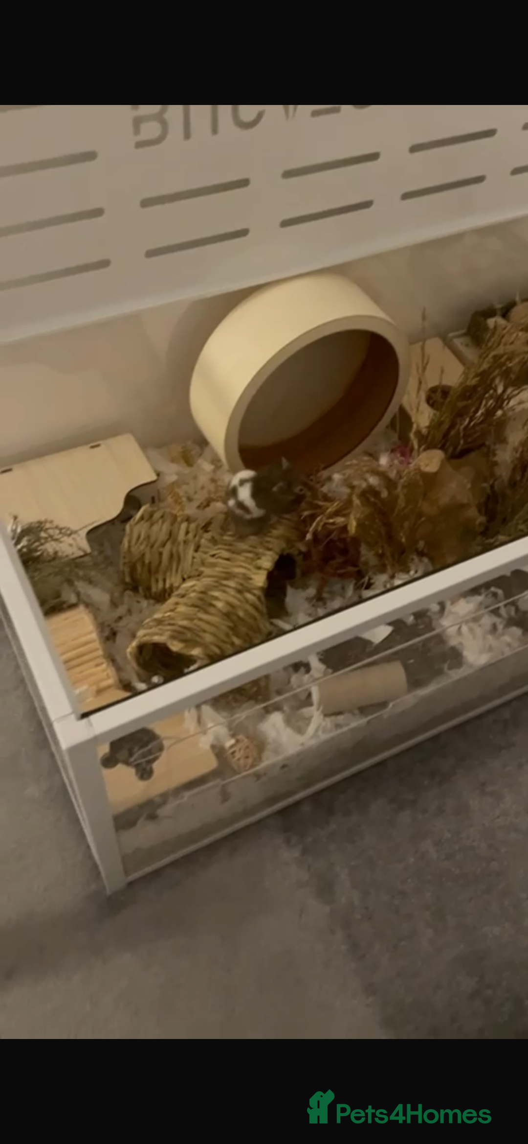 Hamster rodents for sale: Male Syrian Hamster 4 Months Bucatstate included - Advert 3