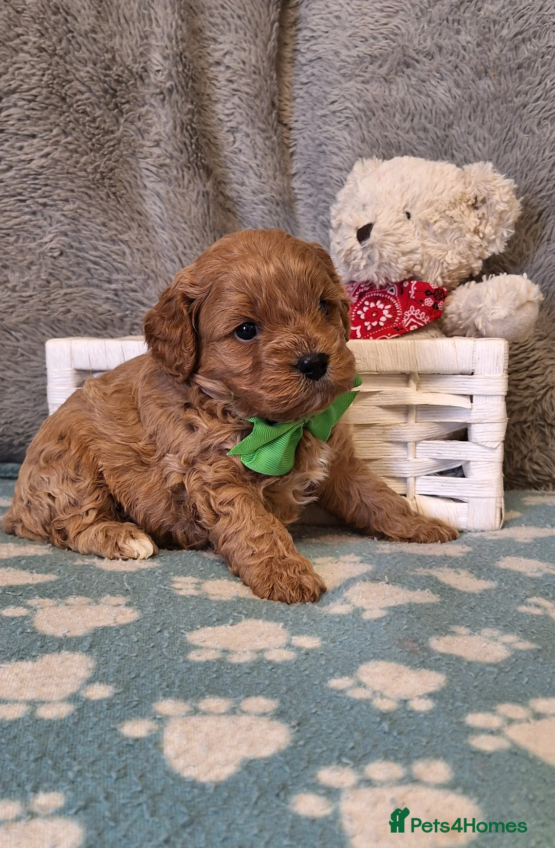 Cavapoo dogs for sale: Gorgeous health tested Cavapoo pups - Advert 7