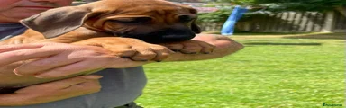 Rhodesian Ridgeback 2