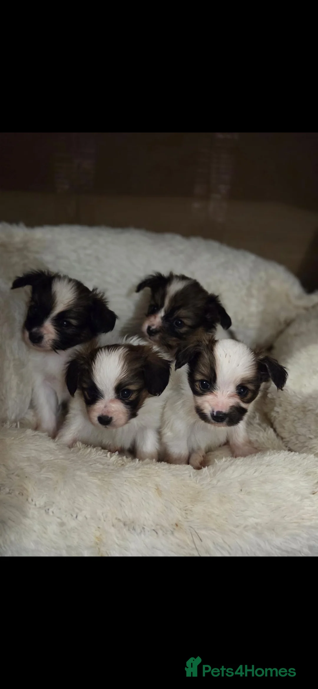 Papillon dogs for sale: Papillon puppy girls - Advert 2