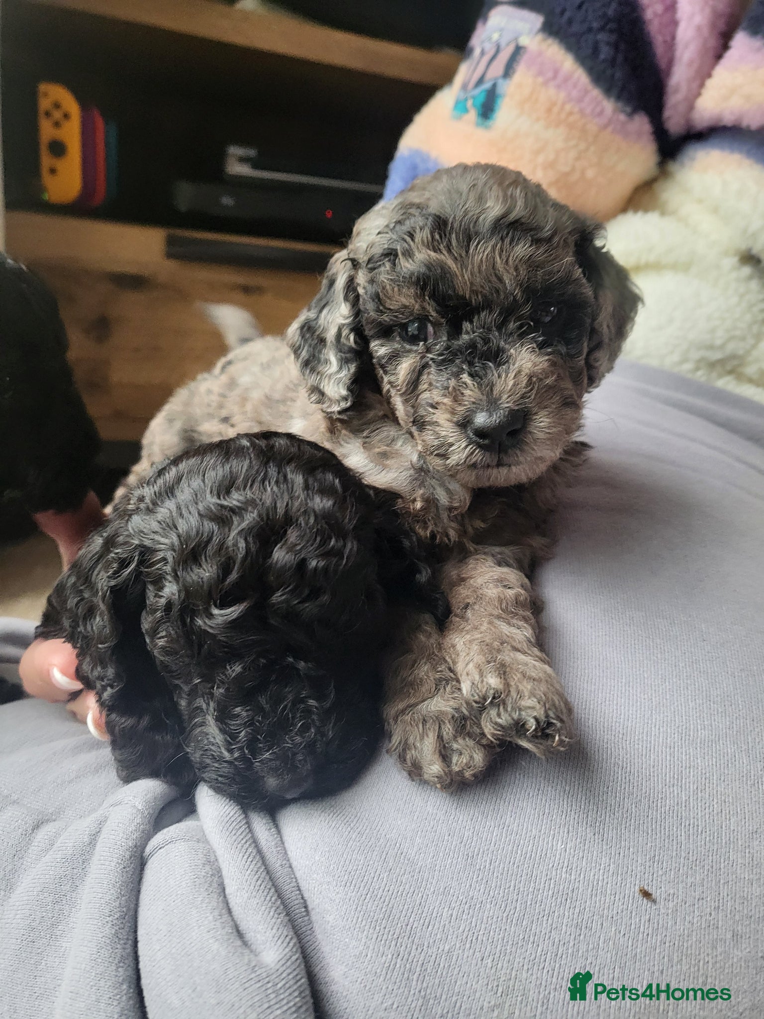 Labradoodle dogs Beautiful strong puppies f1bb - Advert 2
