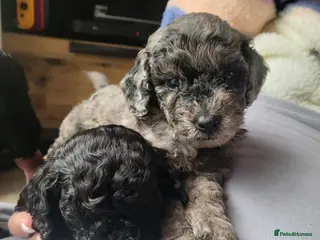 Labradoodle dogs Beautiful strong puppies f1bb - Advert 2