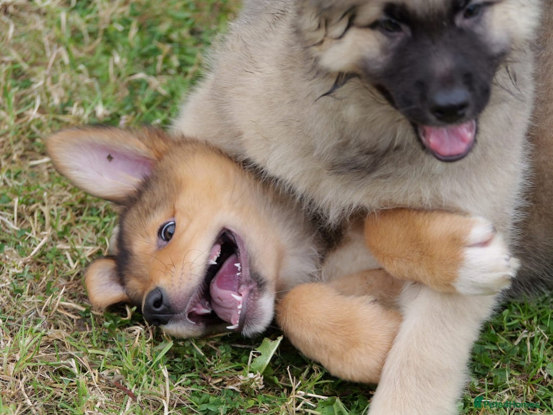 Mixed Breed dogs for sale: Shollies  in Rochdale - Image 30