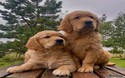 Golden Retriever dogs for sale: KC Reg Golden/Red Working Strain Retriever Puppies - Image 1