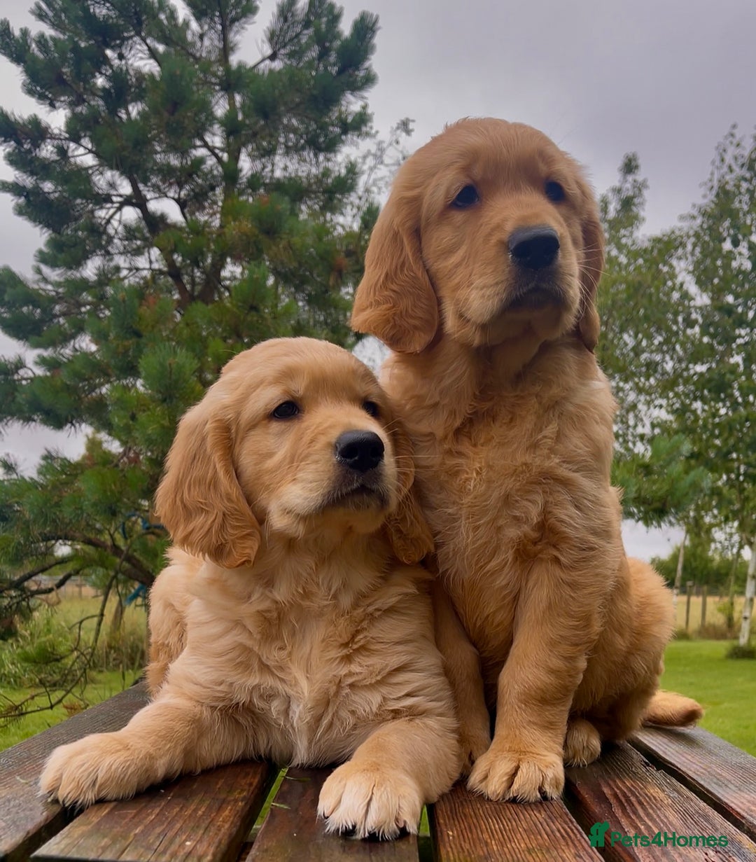 Golden Retriever dogs for sale: KC Reg Golden/Red Working Strain Retriever Puppies - Image 1