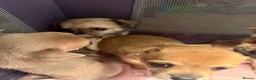 Chihuahua dogs for sale: Chihuahua puppies for sale  in Carlisle - Advert 6