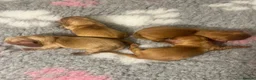 Miniature Dachshund dogs for sale: 2 beautiful long haired Miniature Dachshunds - Advert 6