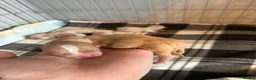 Chihuahua dogs for sale: 🐾💜 4 Beautiful Chihuahua Boys 💜🐾  - Advert 17