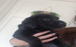 Labrador Retriever dogs for sale: Labrador puppies - Image 5