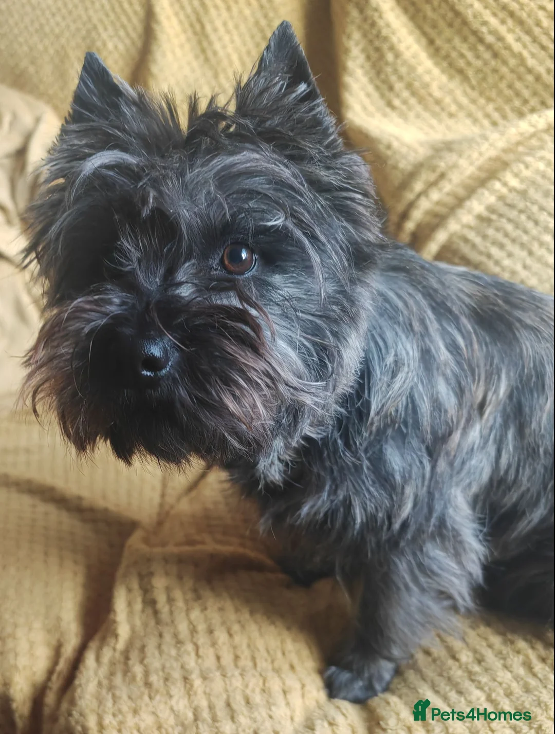 Cairn Terrier dogs for sale: Briarcastle Cairns, 3 beautiful dog puppies in Livingston - Advert 2