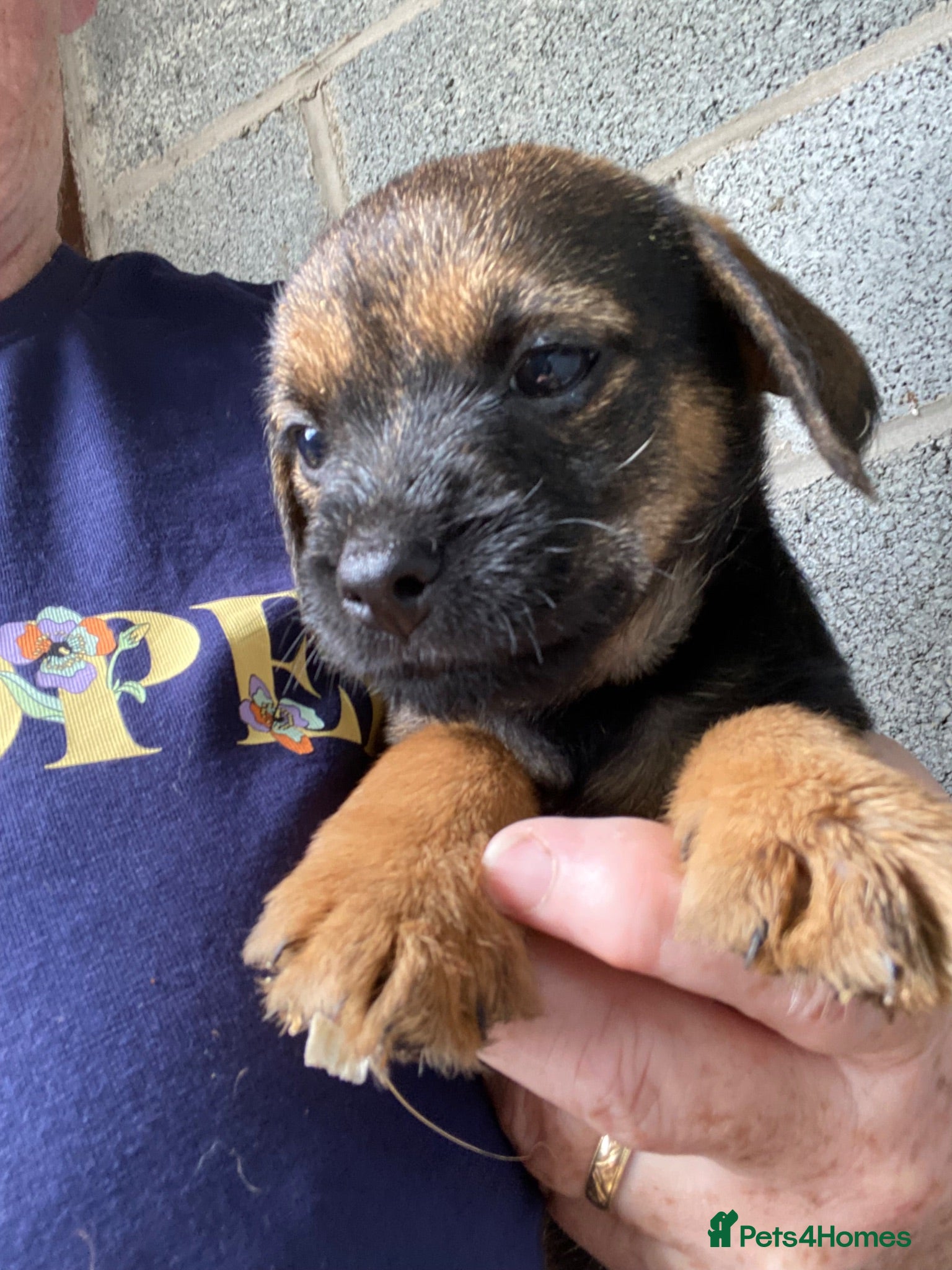 Border Terrier dogs Four boy Kc reg border terrier pups - Advert 12