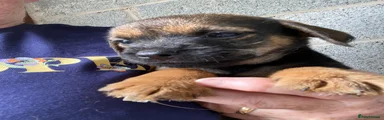 Border Terrier 4
