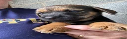 Border Terrier dogs for sale: Four boy Kc reg border terrier pups - Advert 1