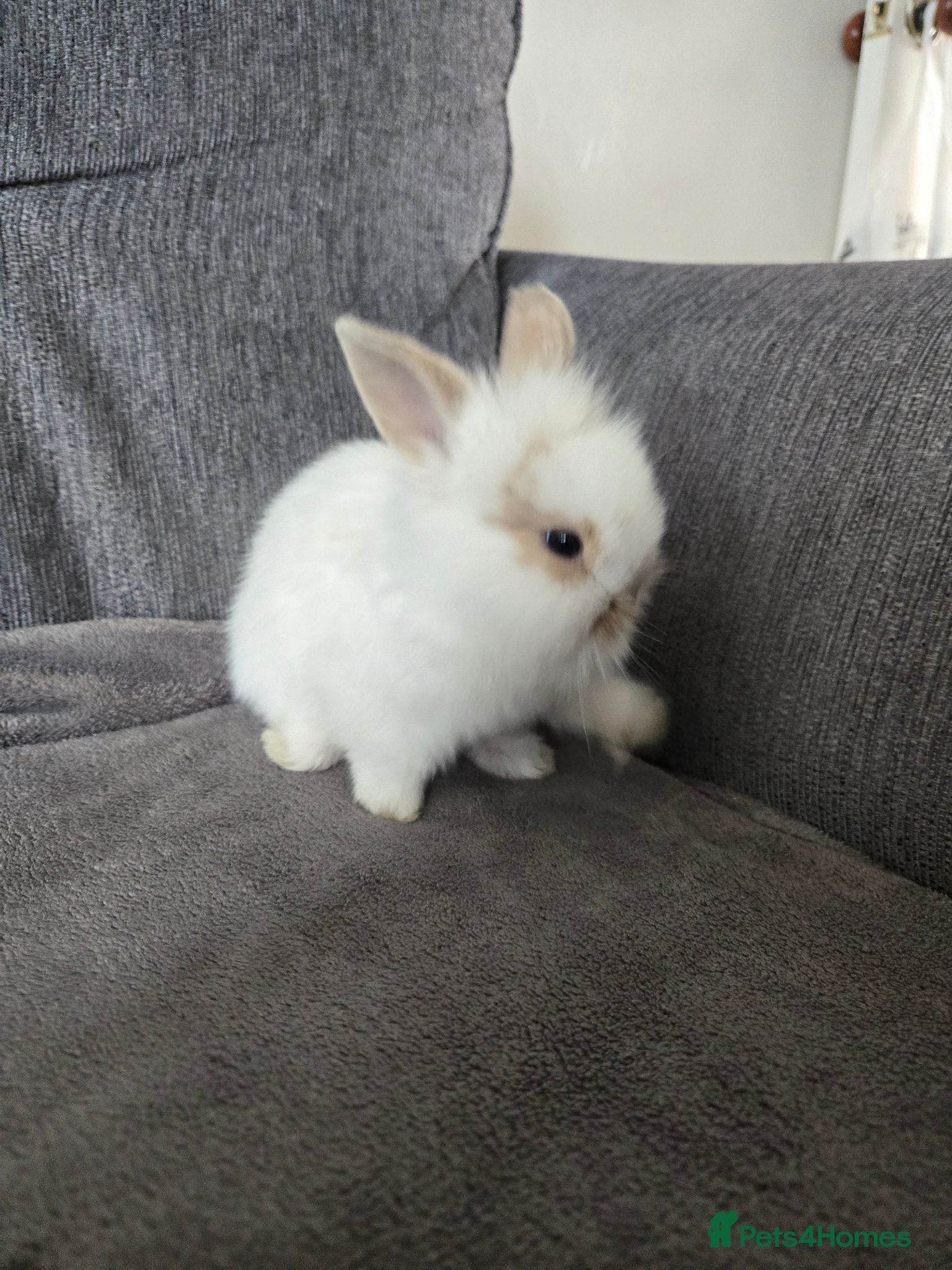 Mini Lion Lop rabbits Beautiful mini lop sisters  - Advert 2