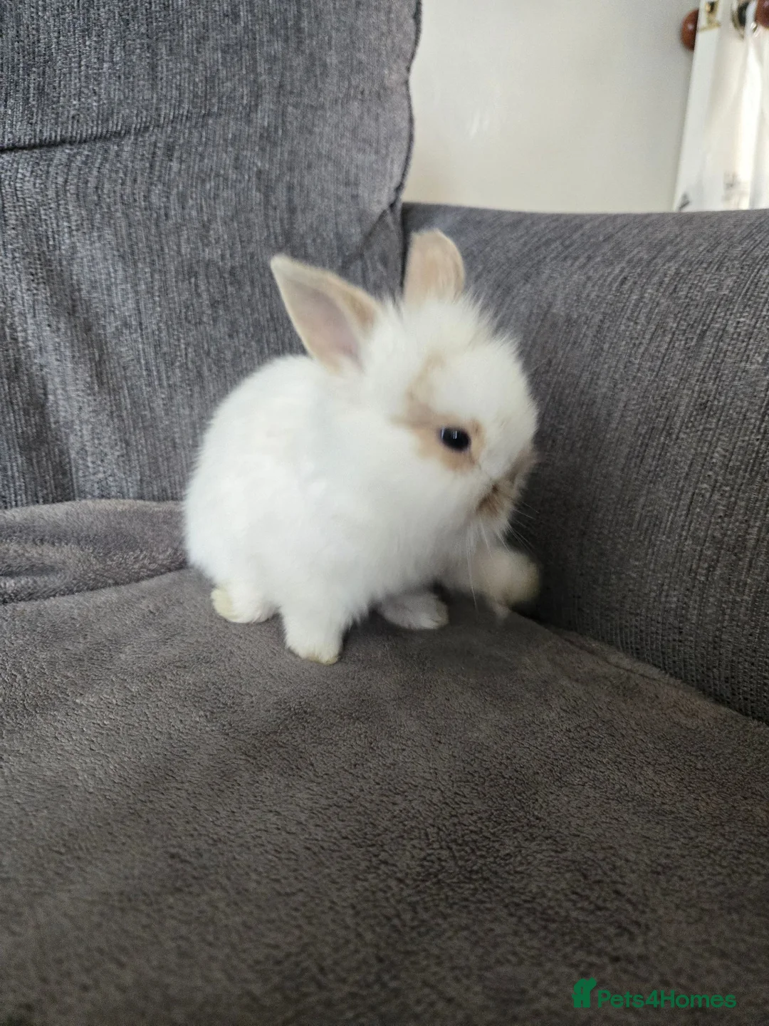 Mini Lion Lop rabbits for sale: Beautiful double maine lop sisters  - Advert 2