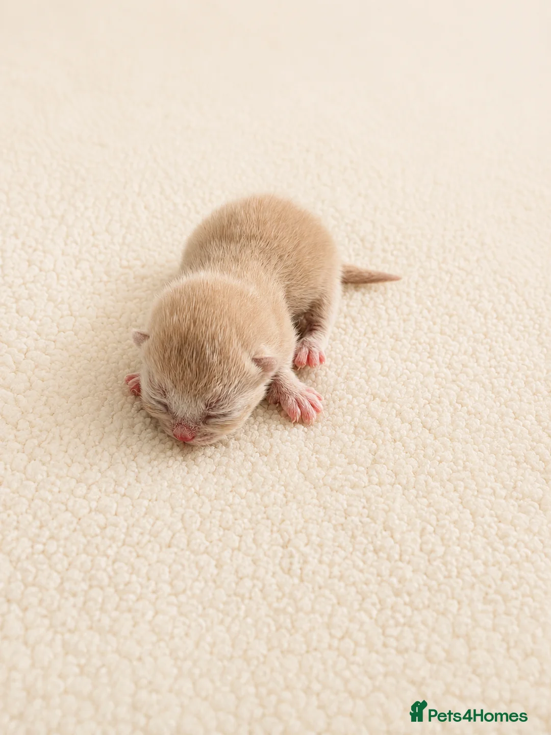 British Shorthair cats for sale: Stunning British Shorthair kittens Champion lines  - Advert 2