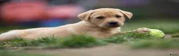 Labrador Retriever dogs for sale: KC registered Working Line Yellow Labrador Puppies in King's Lynn - Advert 11