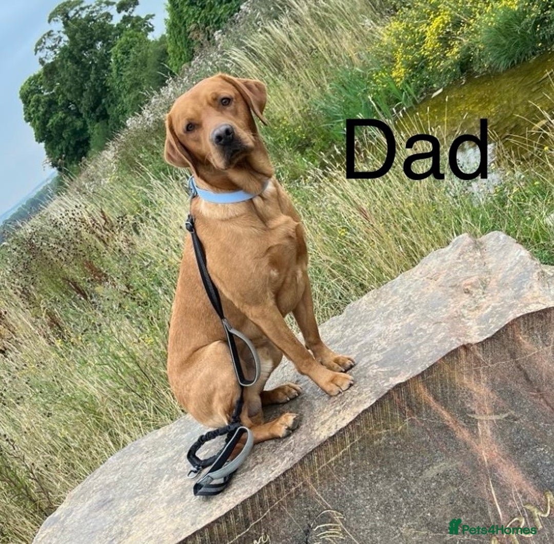 Labrador Retriever dogs for sale: 10 Beautiful Fox Red Labrador Puppies - Image 4