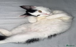 Mixed Breed cats for sale: For sale 3 female kittens and 1 older male kitten - Image 7