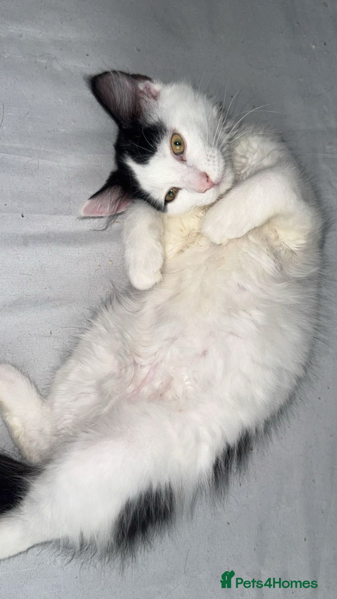 Mixed Breed cats for sale: For sale 3 female kittens and 1 older male kitten - Image 7