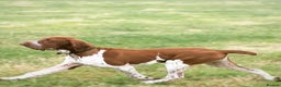 Bracco Italiano dogs for sale: Puppies due end of Jan!!   - Advert 14