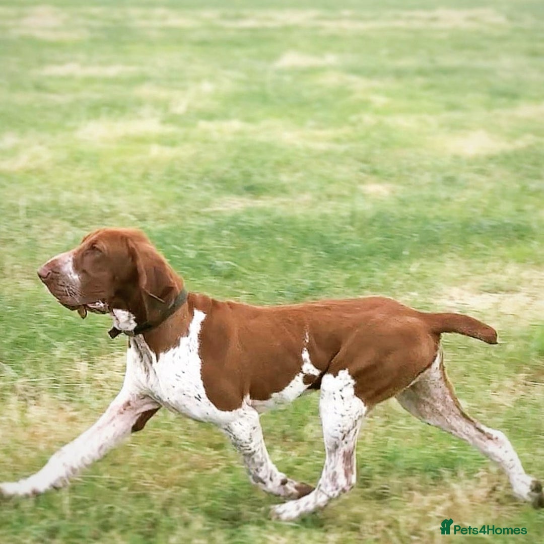 Bracco Italiano dogs for sale: Puppies due end of Jan!!   - Advert 14