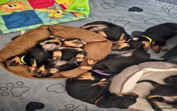 Rottweiler dogs for sale: Pure breed Rottweiler  - Image 14