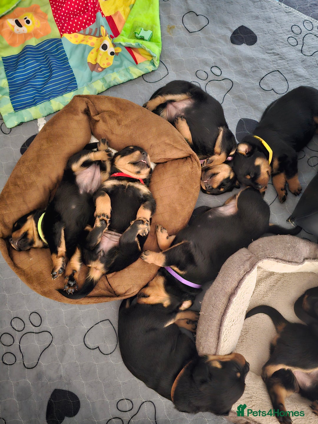 Rottweiler dogs for sale: Pure breed Rottweiler  - Image 14