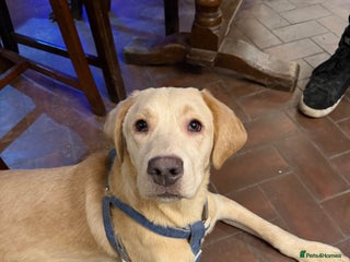 Labrador Retriever dogs Labrador - Advert 13