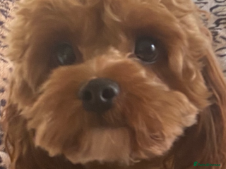 Cavapoo dogs TINY CAVAPOO STUD ONLY in Mansfield - Advert 2