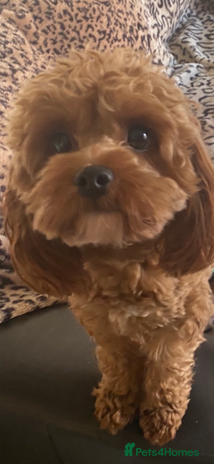 Cavapoo dogs in Mansfield - Advert 1