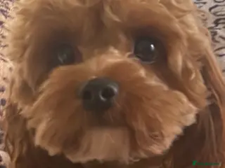 Cavapoo dogs TINY CAVAPOO STUD ONLY in Mansfield - Advert 3