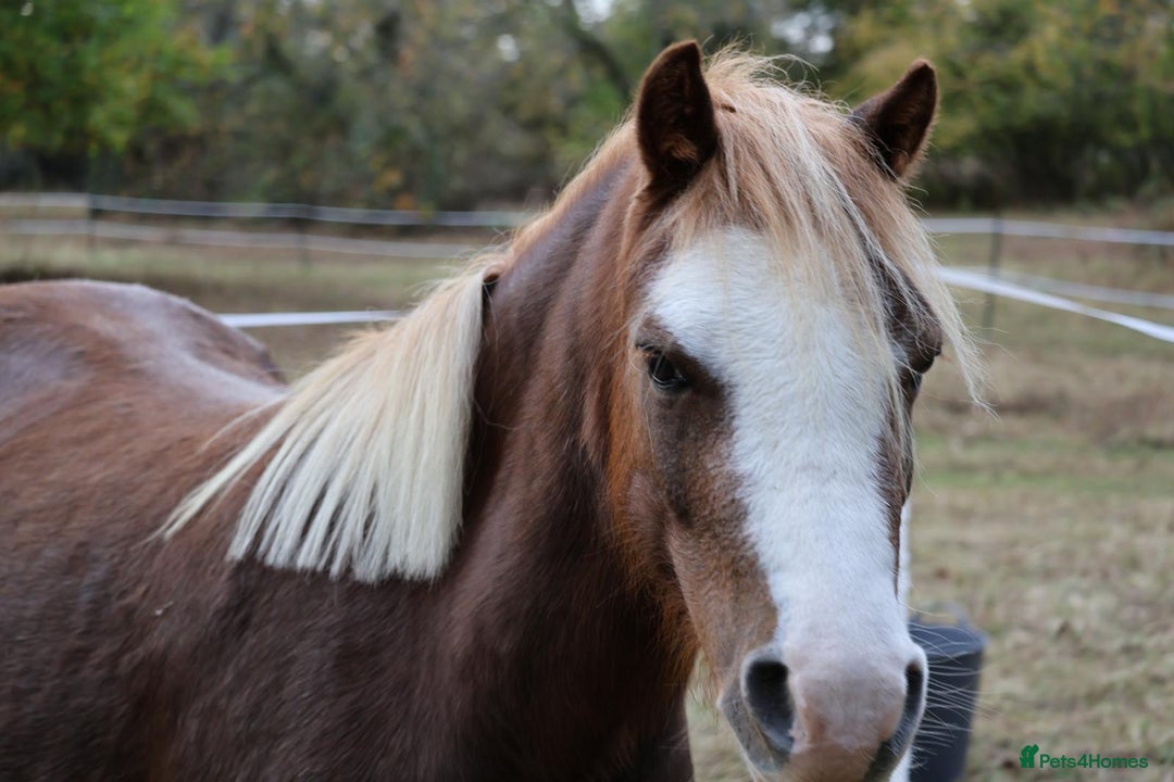 Welsh Section A horses for sale: Welsh sec A Pony 11hh 3yo gelding - Advert 2